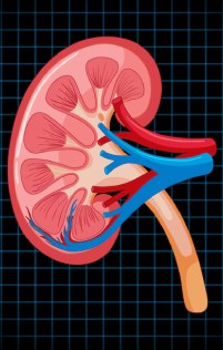 Nephrology-bnr-3